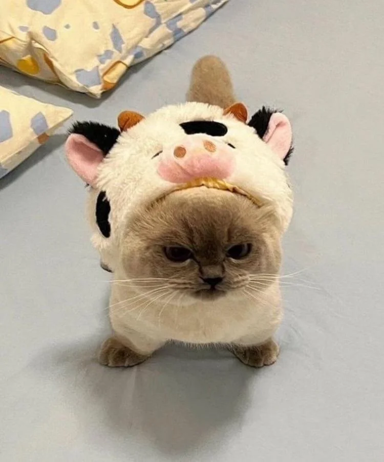 Thomas Truong Headshot